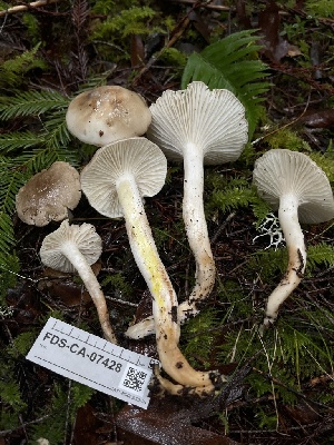  ( - FDS-CA-07428)  @11 [ ] by-nc (2024) Dean Lyons Fungal Diversity Survey