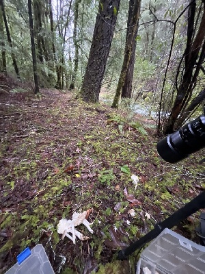  ( - FDS-CA-07428)  @11 [ ] by-nc (2024) Dean Lyons Fungal Diversity Survey