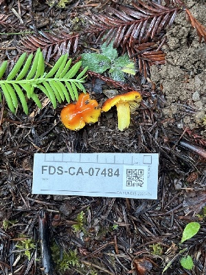  ( - FDS-CA-07484)  @11 [ ] by-nc (2024) Dean Lyons Fungal Diversity Survey