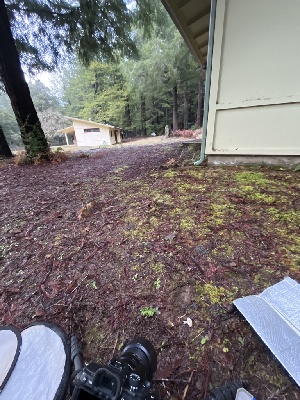  ( - FDS-CA-07484)  @11 [ ] by-nc (2024) Dean Lyons Fungal Diversity Survey