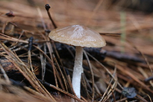  ( - FDS-CA-07553)  @11 [ ] c (2024) Marinna Grijalva Fungal Diversity Survey