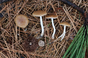  (Psathyrella ellenae - FDS-CA-07553)  @11 [ ] c (2024) Marinna Grijalva Fungal Diversity Survey