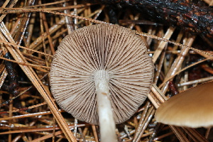  ( - FDS-CA-07553)  @11 [ ] c (2024) Marinna Grijalva Fungal Diversity Survey