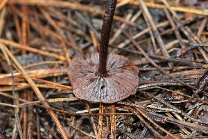  ( - FDS-CA-07556)  @11 [ ] c (2024) Marinna Grijalva Fungal Diversity Survey