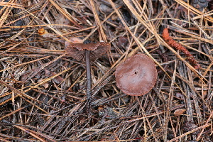 ( - FDS-CA-07556)  @11 [ ] c (2024) Marinna Grijalva Fungal Diversity Survey
