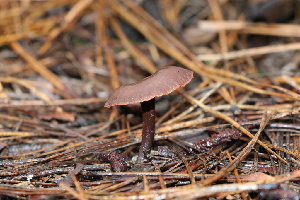  (Gymnopus sp. fuscopurpureus-PNW08 - FDS-CA-07556)  @11 [ ] c (2024) Marinna Grijalva Fungal Diversity Survey