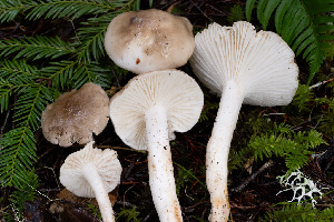  ( - FDS-CA-07428)  @11 [ ] by-nc (2024) Dean Lyons Fungal Diversity Survey