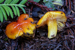  (Hygrocybe sp. CA09 - FDS-CA-07484)  @11 [ ] by-nc (2024) Dean Lyons Fungal Diversity Survey
