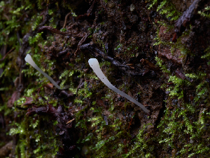  ( - FDS-CA-06661)  @11 [ ] by (2024) Justin Paulin Fungal Diversity Survey