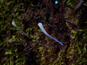  ( - FDS-CA-06661)  @11 [ ] by (2024) Justin Paulin Fungal Diversity Survey