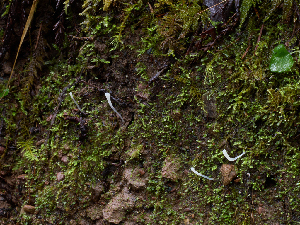  ( - FDS-CA-06661)  @11 [ ] by (2024) Justin Paulin Fungal Diversity Survey