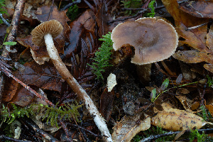  (Cortinarius sp. CA75 - FDS-CA-07418)  @11 [ ] by-nc (2024) Dean Lyons Fungal Diversity Survey