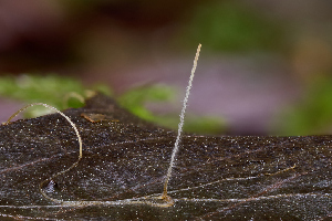  ( - FDS-CA-06665)  @11 [ ] by (2024) Justin Paulin Fungal Diversity Survey