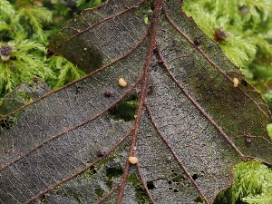  (Macrotyphula sp. PNW04 - FDS-CA-06666)  @11 [ ] by (2024) Justin Paulin Fungal Diversity Survey