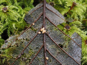  ( - FDS-CA-06666)  @11 [ ] by (2024) Justin Paulin Fungal Diversity Survey