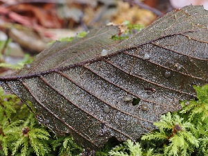  ( - FDS-CA-06666)  @11 [ ] by (2024) Justin Paulin Fungal Diversity Survey
