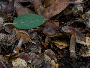  (Cortinarius sp. CA78 - FDS-CA-06659)  @11 [ ] by (2024) Justin Paulin Fungal Diversity Survey