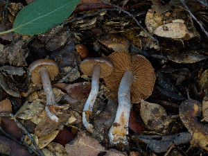  ( - FDS-CA-06659)  @11 [ ] by (2024) Justin Paulin Fungal Diversity Survey