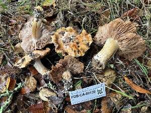  ( - FDS-CA-08130)  @11 [ ] by-nc (2024) Damon Tighe Fungal Diversity Survey