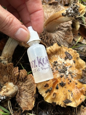  ( - FDS-CA-08130)  @11 [ ] by-nc (2024) Damon Tighe Fungal Diversity Survey