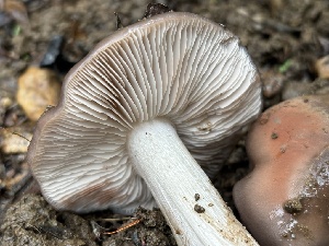  ( - FDS-CA-08132)  @11 [ ] by-nc (2024) Damon Tighe Fungal Diversity Survey