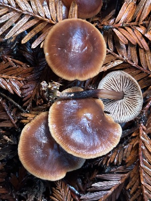  ( - FDS-CA-08138)  @11 [ ] by-nc (2024) Damon Tighe Fungal Diversity Survey