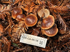  ( - FDS-CA-08138)  @11 [ ] by-nc (2024) Damon Tighe Fungal Diversity Survey