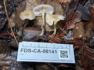  ( - FDS-CA-08141)  @11 [ ] by-nc (2024) Damon Tighe Fungal Diversity Survey