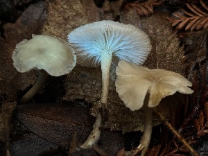  ( - FDS-CA-08141)  @11 [ ] by-nc (2024) Damon Tighe Fungal Diversity Survey