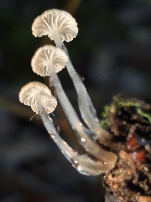  ( - FDS-CA-08142)  @11 [ ] by-nc (2024) Damon Tighe Fungal Diversity Survey
