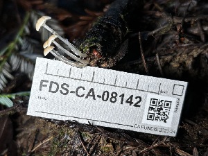  ( - FDS-CA-08142)  @11 [ ] by-nc (2024) Damon Tighe Fungal Diversity Survey