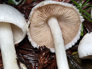  ( - FDS-CA-08145)  @11 [ ] by-nc (2024) Damon Tighe Fungal Diversity Survey