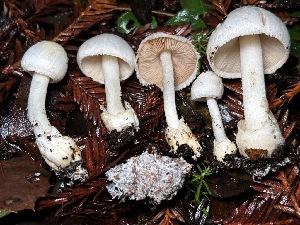  (Volvariella - FDS-CA-08145)  @11 [ ] by-nc (2024) Damon Tighe Fungal Diversity Survey