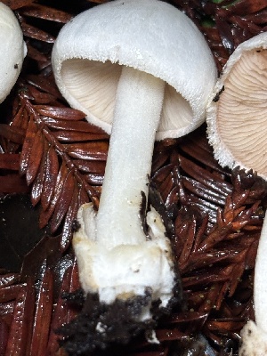  ( - FDS-CA-08145)  @11 [ ] by-nc (2024) Damon Tighe Fungal Diversity Survey