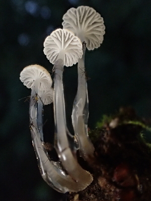  ( - FDS-CA-08142)  @11 [ ] by-nc (2024) Damon Tighe Fungal Diversity Survey