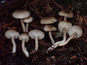  ( - FDS-CA-07121)  @11 [ ] by (2024) Mandy Hackney Fungal Diversity Survey