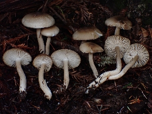  ( - FDS-CA-07121)  @11 [ ] by (2024) Mandy Hackney Fungal Diversity Survey