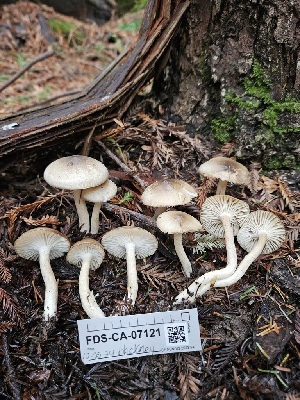  ( - FDS-CA-07121)  @11 [ ] by (2024) Mandy Hackney Fungal Diversity Survey