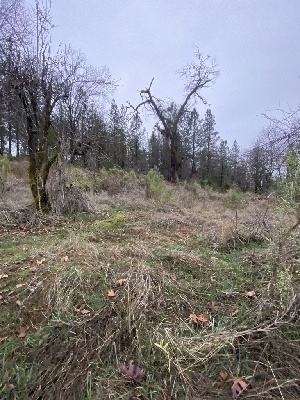  ( - FDS-CA-07562)  @11 [ ] c (2024) Marinna Grijalva Fungal Diversity Survey