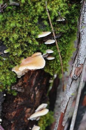  ( - FDS-CA-07561)  @11 [ ] c (2024) Marinna Grijalva Fungal Diversity Survey