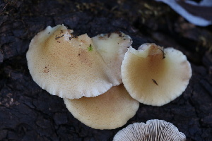  ( - FDS-CA-07561)  @11 [ ] c (2024) Marinna Grijalva Fungal Diversity Survey
