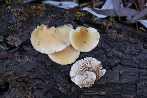  (Crepidotus fraxinicola - FDS-CA-07561)  @11 [ ] c (2024) Marinna Grijalva Fungal Diversity Survey