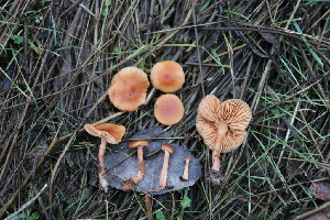  ( - FDS-CA-07562)  @11 [ ] c (2024) Marinna Grijalva Fungal Diversity Survey