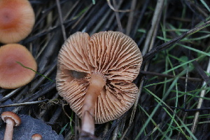  ( - FDS-CA-07562)  @11 [ ] c (2024) Marinna Grijalva Fungal Diversity Survey