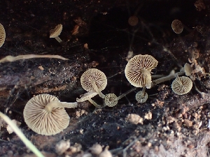  (Simocybe sp. PNW02 - FDS-CA-02582)  @11 [ ] by-nc (2024) Sadie Hickey Fungal Diversity Survey