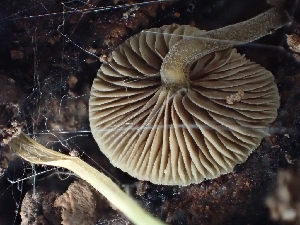  ( - FDS-CA-02582)  @11 [ ] by-nc (2024) Sadie Hickey Fungal Diversity Survey