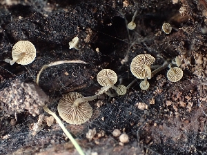  ( - FDS-CA-02582)  @11 [ ] by-nc (2024) Sadie Hickey Fungal Diversity Survey