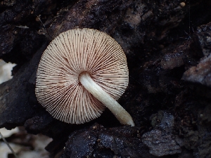 (Pluteus sp. nanus-PNW01 - FDS-CA-02581)  @11 [ ] by-nc (2024) Sadie Hickey Fungal Diversity Survey