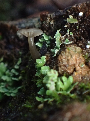  (Arrhenia sp. obscurata-PNW11 - FDS-CA-07703)  @11 [ ] by-nc (2024) Sadie Hickey Fungal Diversity Survey
