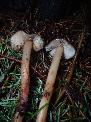  ( - FDS-CA-07791)  @11 [ ] by-nc (2024) Sadie Hickey Fungal Diversity Survey